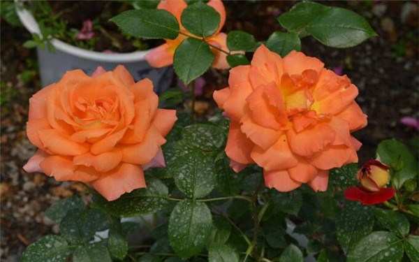 丰花月季,红从容月季