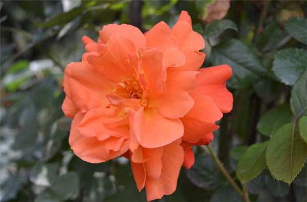 丰花月季,红从容月季