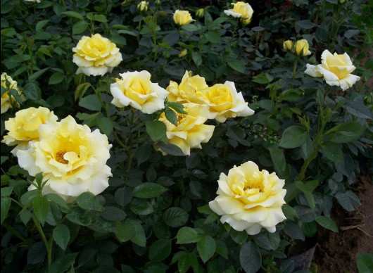 月季盆景,盆栽月季