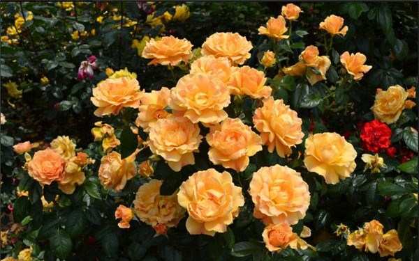 丰花月季,黄从容月季