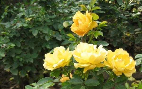 丰花月季,黄从容月季