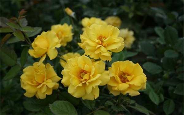 丰花月季,黄从容月季