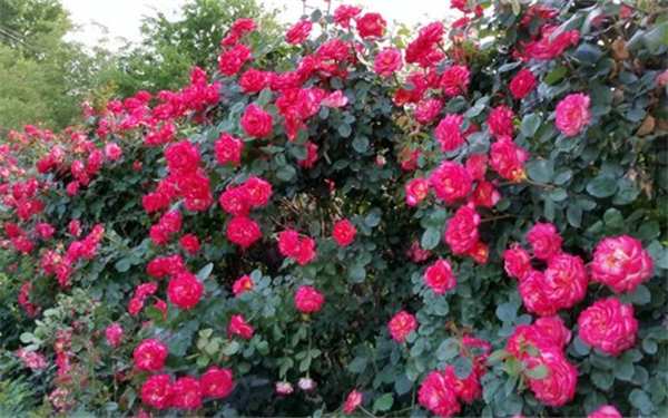 藤本月季,花魂月季