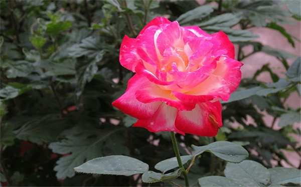 藤本月季,花魂月季