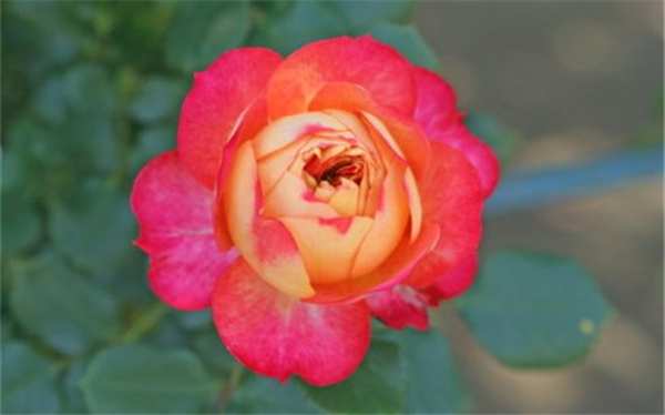 藤本月季,花魂月季