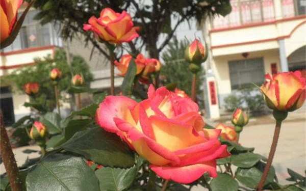 藤本月季,花魂月季