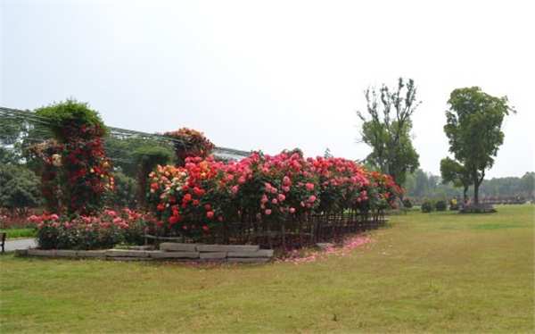 树状月季,2公分月季树