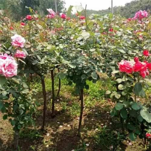 树状月季,2公分月季树