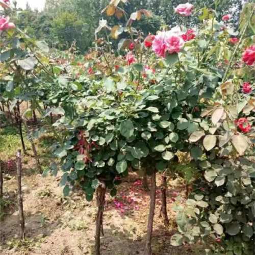 树状月季,2公分月季树