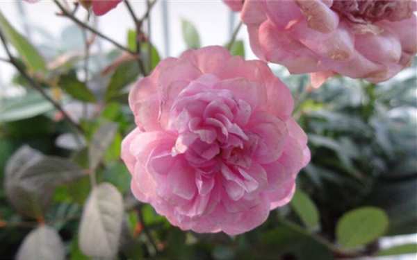 微型月季,冬梅月季