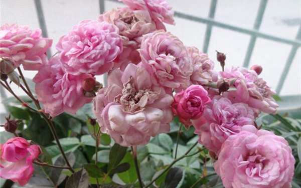 微型月季,冬梅月季