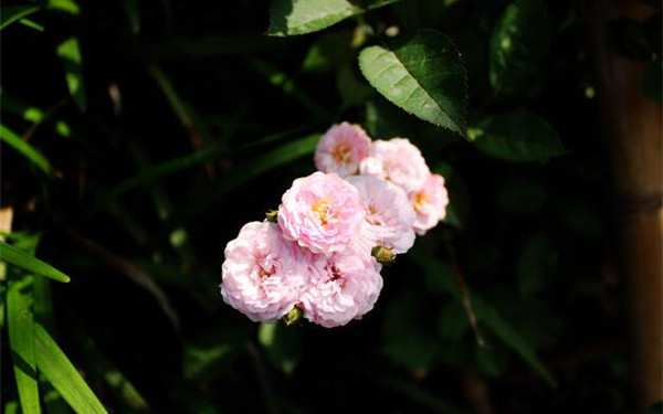 微型月季,冬梅月季