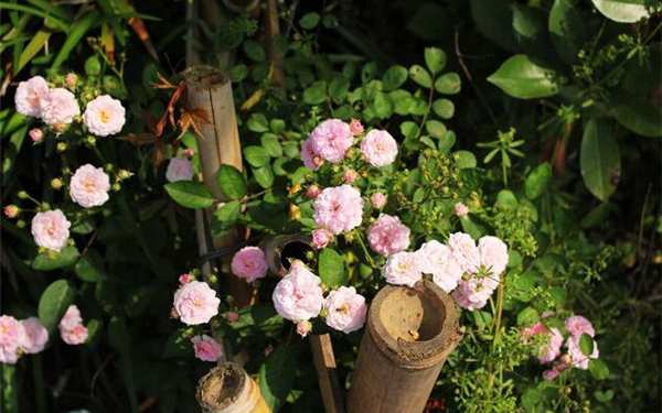 微型月季,冬梅月季