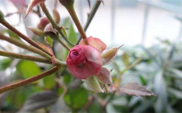 微型月季,冬梅月季