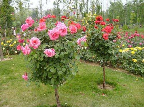树状月季,小高杆月季树