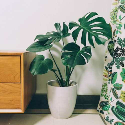 藤本植物，龟背竹