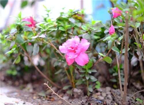 品种月季红色、粉色、绿色、白色、黄色等7个系列