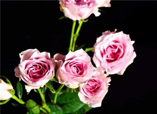 品种月季红色、粉色、绿色、白色、黄色等7个系列