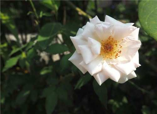 品种月季红色、粉色、绿色、白色、黄色等7个系列