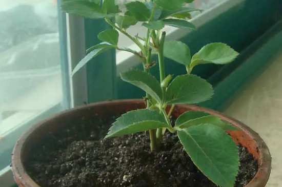 水插月季什么时候上盆合适