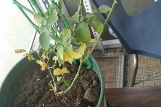 水插月季什么时候上盆合适