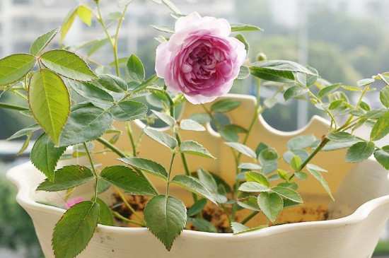 水插月季什么时候上盆合适