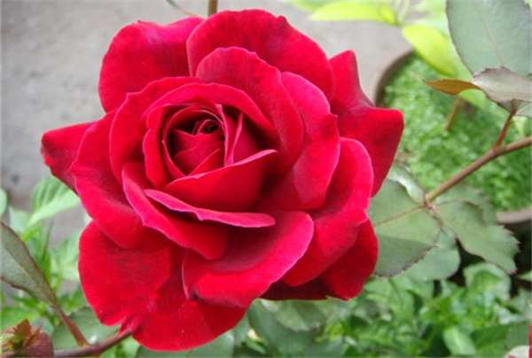 大花月季,卡罗拉玫瑰月季