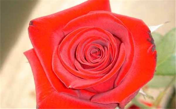 大花月季,卡罗拉玫瑰月季