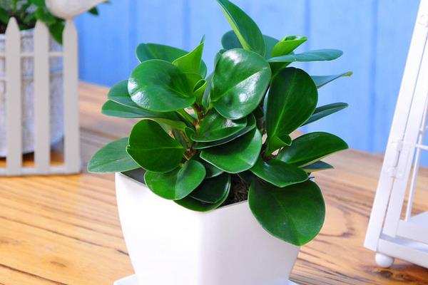 草本植物，豆瓣绿