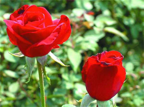 大花月季,卡罗拉玫瑰月季