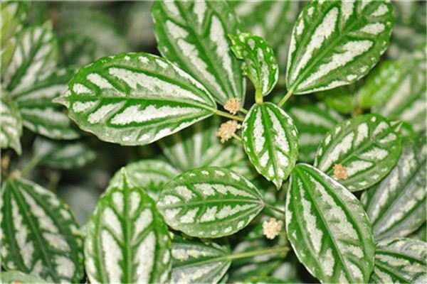 草本植物，冷水花