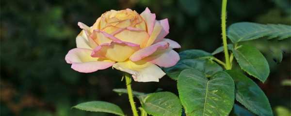 月季花語在美國白色的月季象征真摯、美好的品德