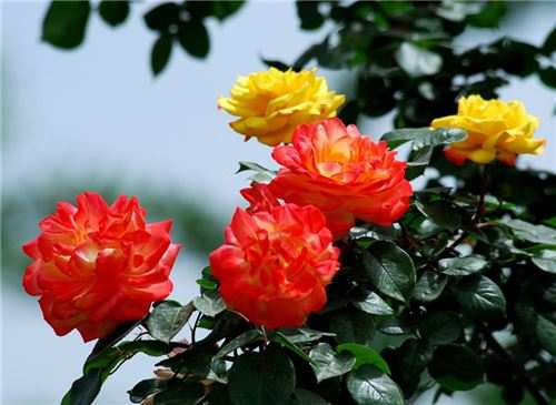 月季花語在美國白色的月季象征真摯、美好的品德