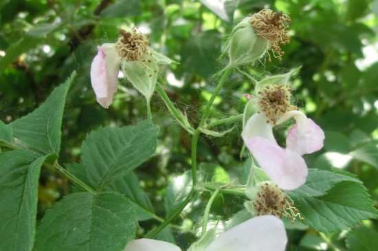 月季花枯萎了要把枝剪了吗?