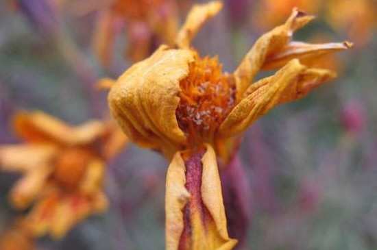 月季花枯萎了要把枝剪了吗?