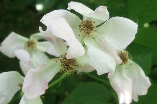 月季花枯萎了要把枝剪了吗?