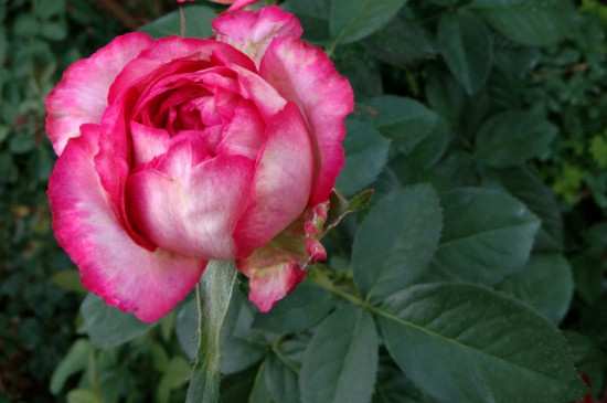 盆栽月季养殖方法和注意事项大全