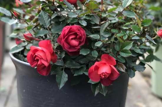 盆栽月季养殖方法和注意事项大全
