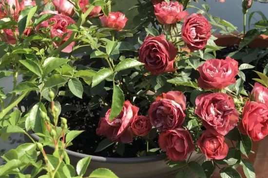 盆栽月季养殖方法和注意事项大全