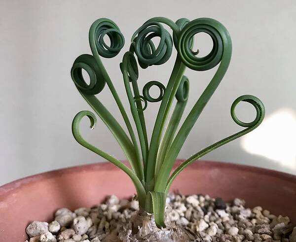 草本植物，弹簧草