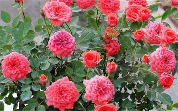 微型月季,草裙舞女月季