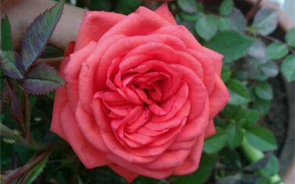 微型月季,草裙舞女月季