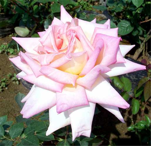 大花月季,花车月季