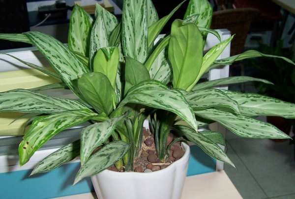 草本植物，银皇后