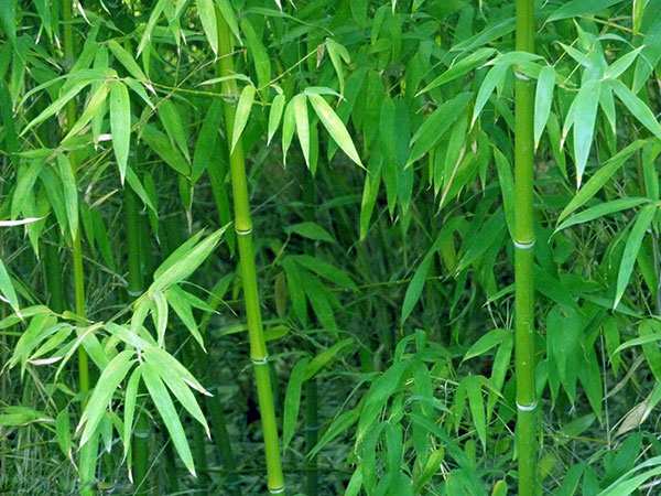 木本植物，竹子