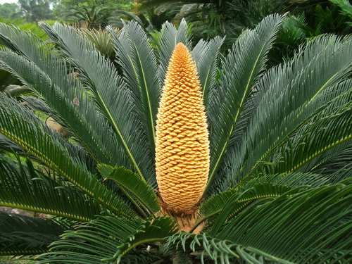 木本植物,苏铁
