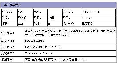 大花月季,蓝河
