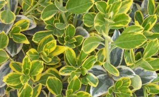 木本植物,黄杨