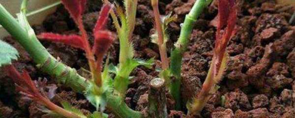 月季笋芽需要打顶吗