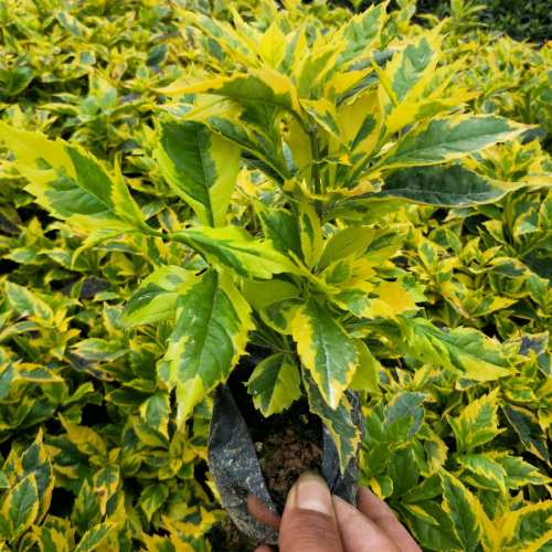 木本植物,假连翘